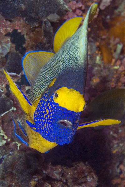 Angelfish, Irian Jaya, West Papua, Indonesia